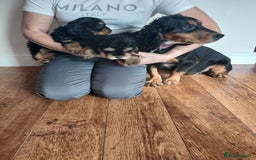 Cockapoo dogs for sale: Cockapoo puppies  - Image 16