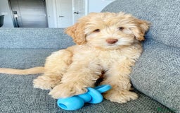 Australian Labradoodle dogs for sale: Rehoming Simba A gorgeous Aussie Labradoodle  - Image 5