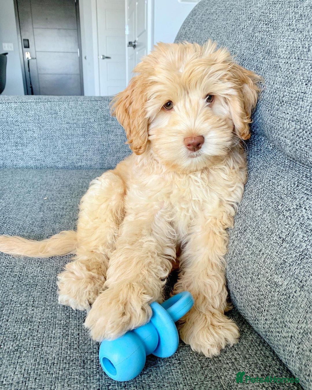 Australian Labradoodle dogs for sale: Rehoming Simba A gorgeous Aussie Labradoodle  - Image 5