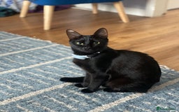 Russian Blue cats for sale: Russian blue cross bengal kittens - Image 19