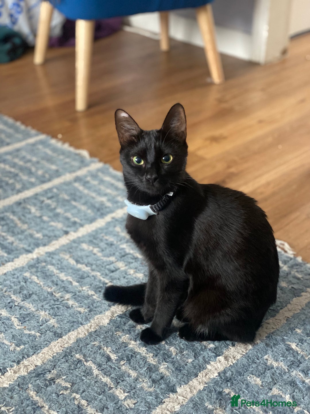 Russian Blue cats for sale: Russian blue cross bengal kittens - Image 19