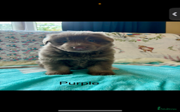 German Shepherd dogs for sale: Kc registered DNA Health tested gsd puppies - Image 8