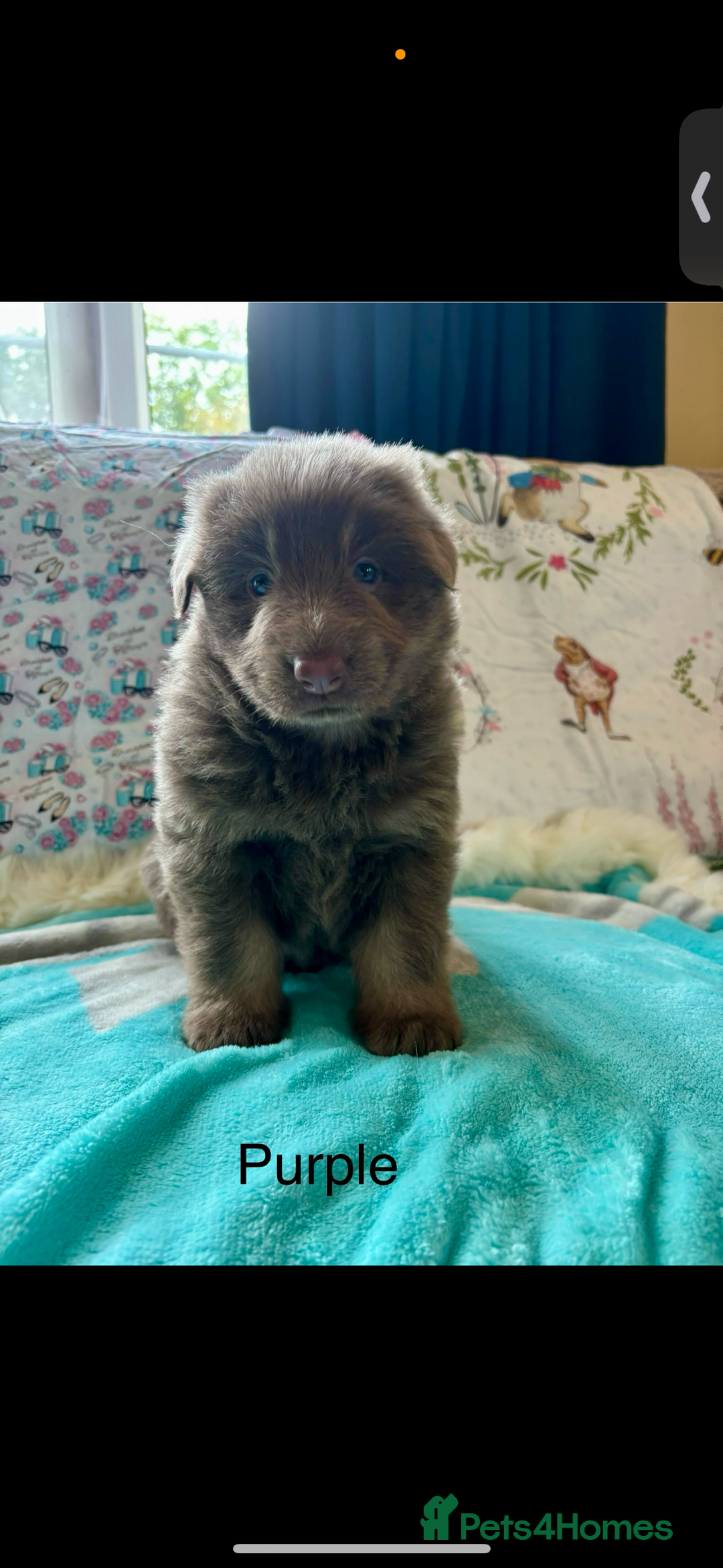 German Shepherd dogs for sale: Kc registered DNA Health tested gsd puppies - Image 8