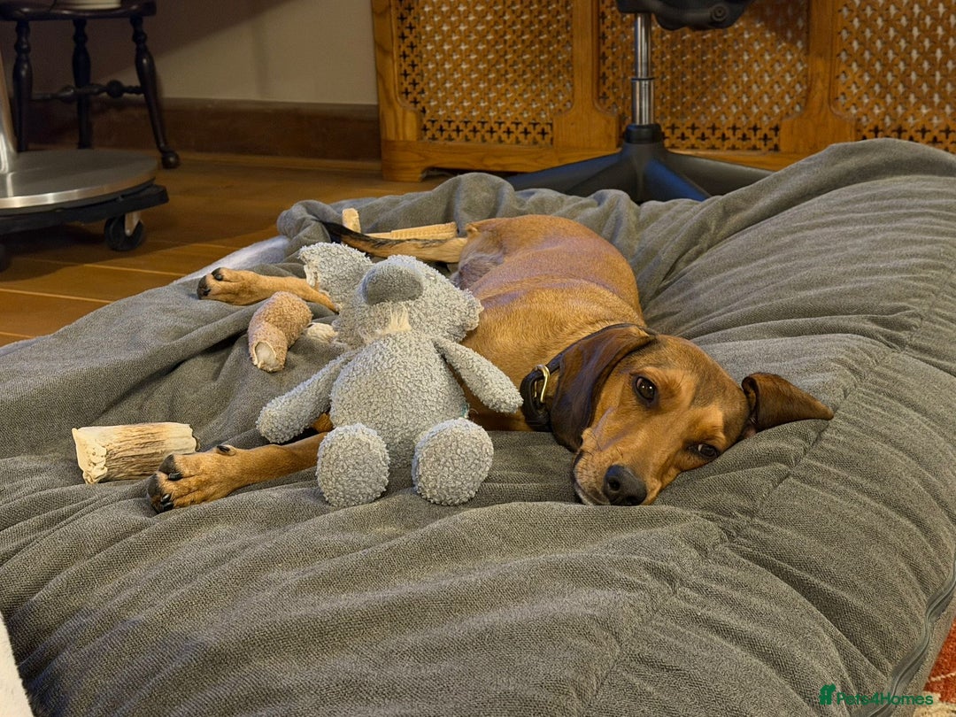 Mixed Breed dogs for adoption: Chara heartmelting 18 month Tripod beauty  - Advert 1