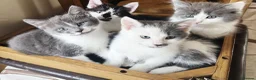 Mixed Breed cats for sale: 5 Beautiful Kittens for Sale mix of LONG - Advert 20