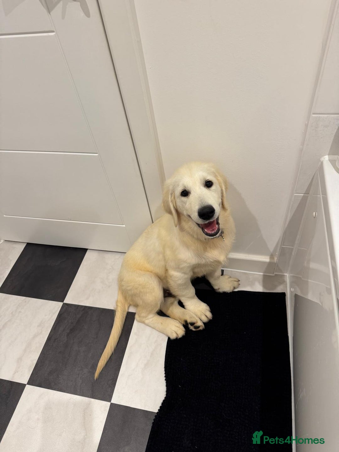 Golden Retriever dogs for sale: English Cream Golden Retriever - Advert 14