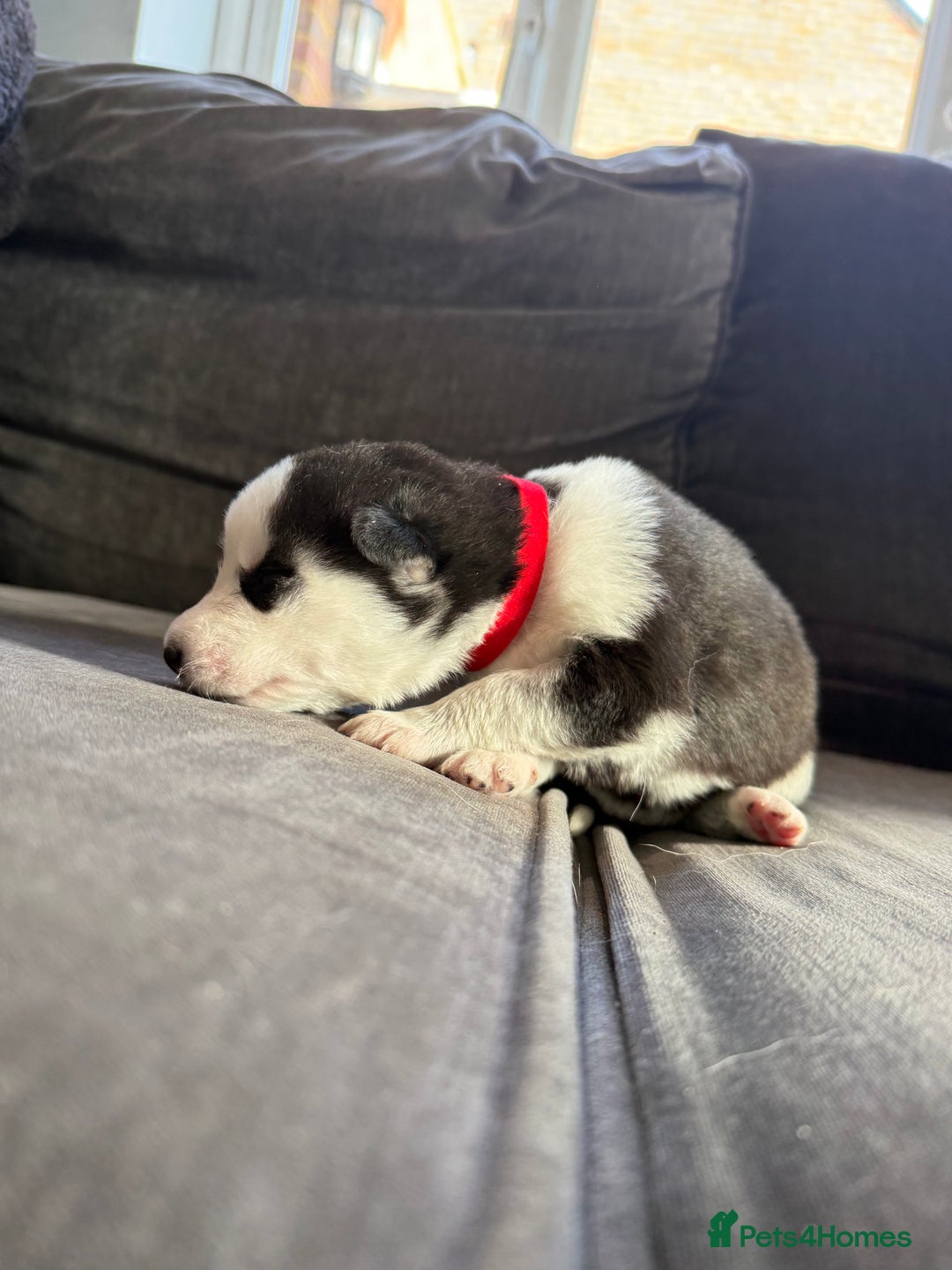 Siberian Husky dogs for sale: Husky puppies for sale - Image 9