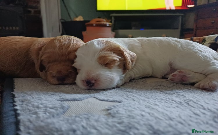 Cockapoo dogs - Advert 16