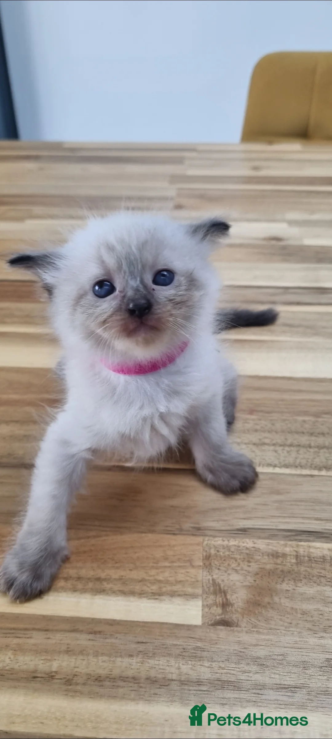 Ragdoll cats for sale: Gorgeous litter of Purebred Ragdoll kittens in London - Advert 2