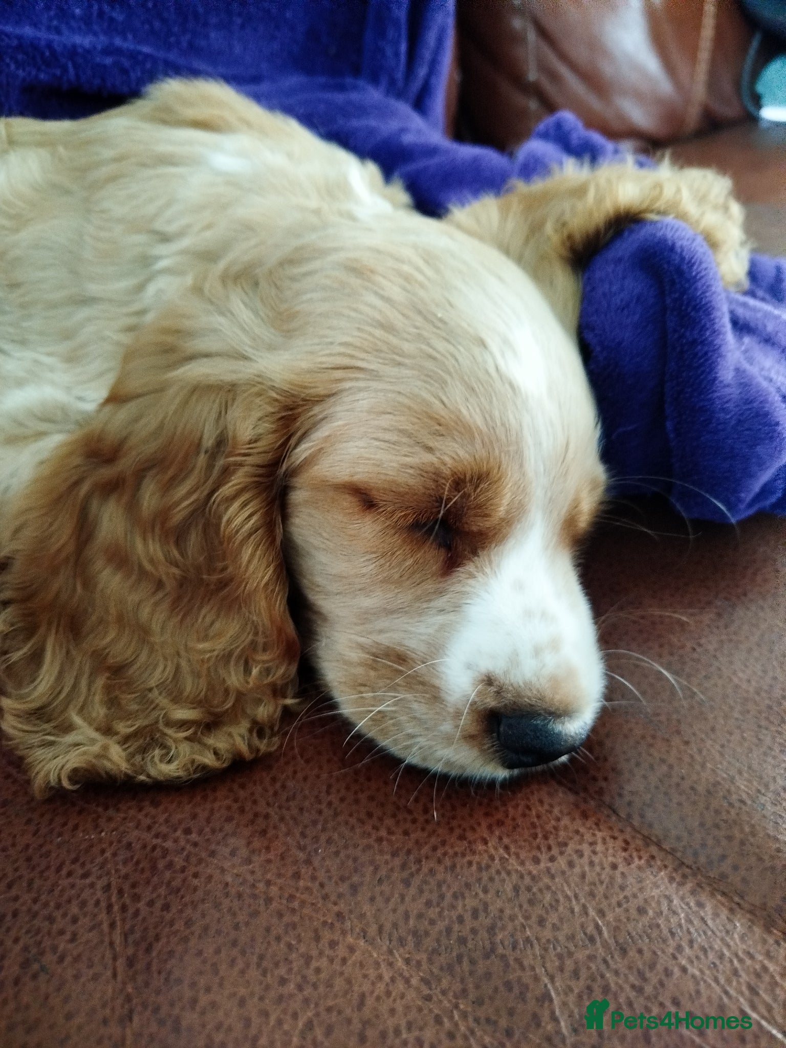 Cockapoo dogs Beautiful cockapoo puppies ready now 🐾 - Advert 16