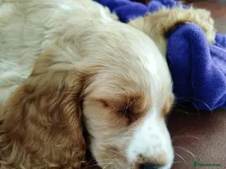 Cockapoo dogs Beautiful cockapoo puppies ready now 🐾 - Advert 16