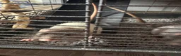Rat rodents for sale: Fancy Dumbo Rats 8 months old with cage - Advert 6