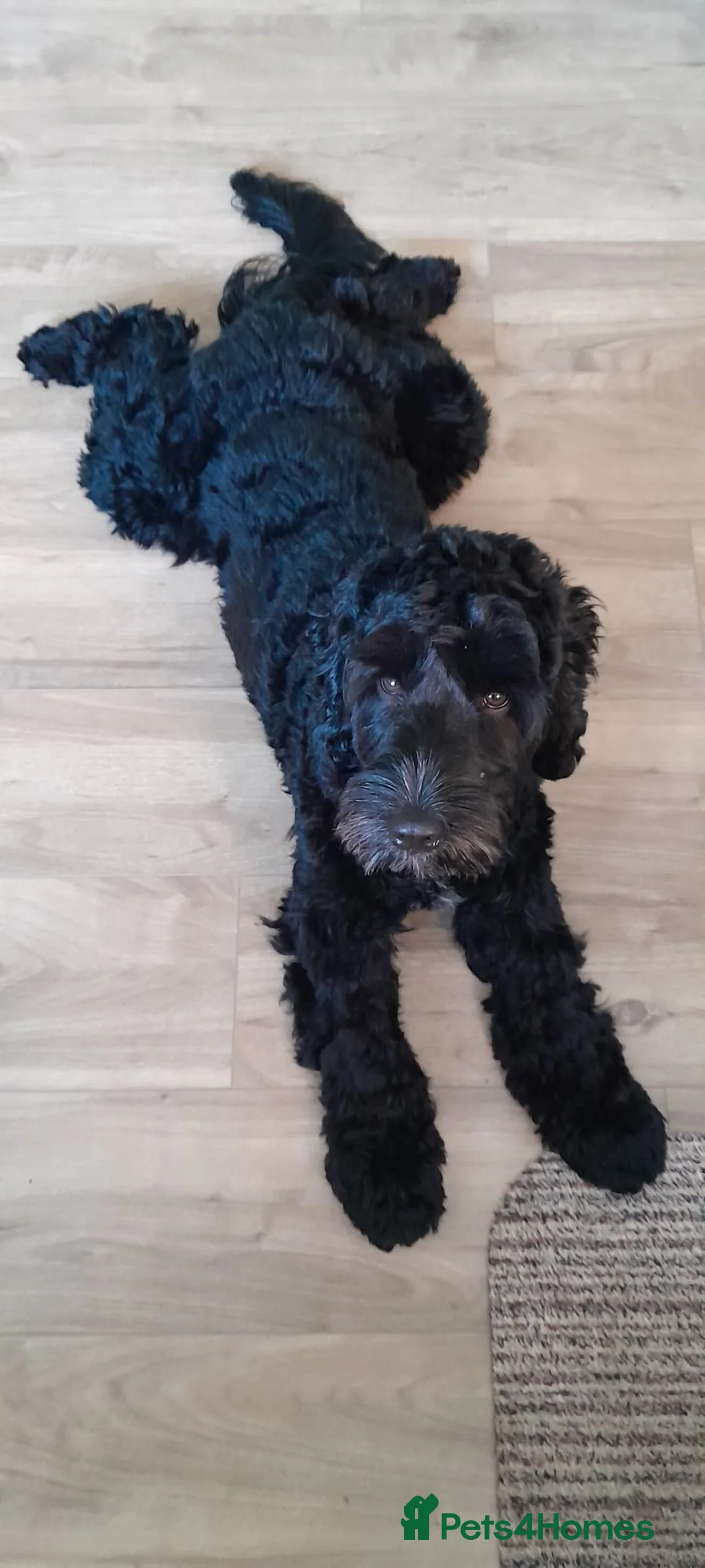 Cockapoo dogs for sale: Teddy  in Malvern - Advert 1