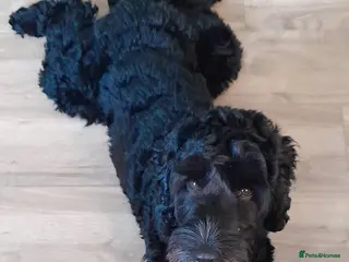 Cockapoo dogs Teddy - Advert 15