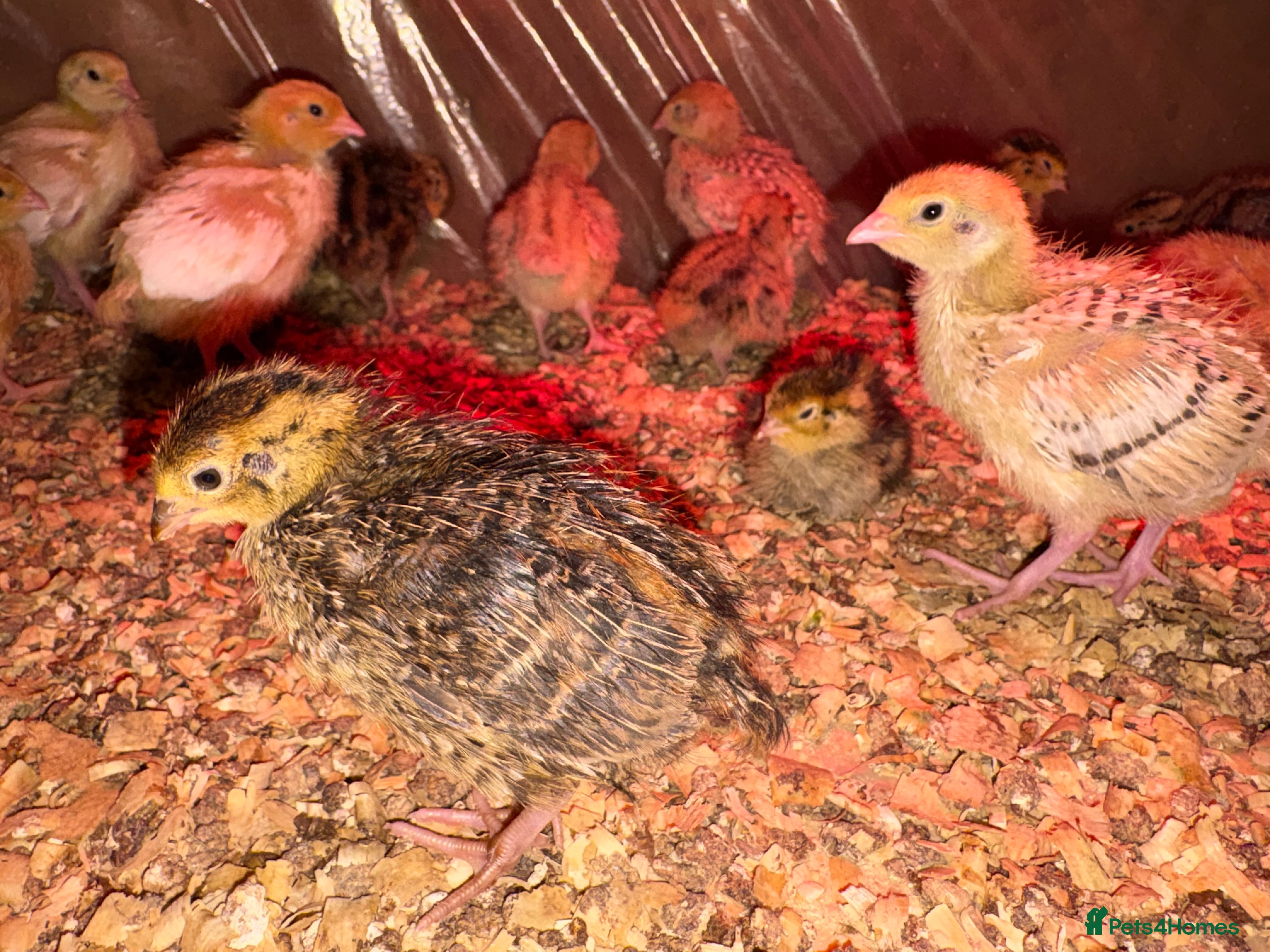 Mixed Breed birds Quail cotournix baby chicks - Advert 6
