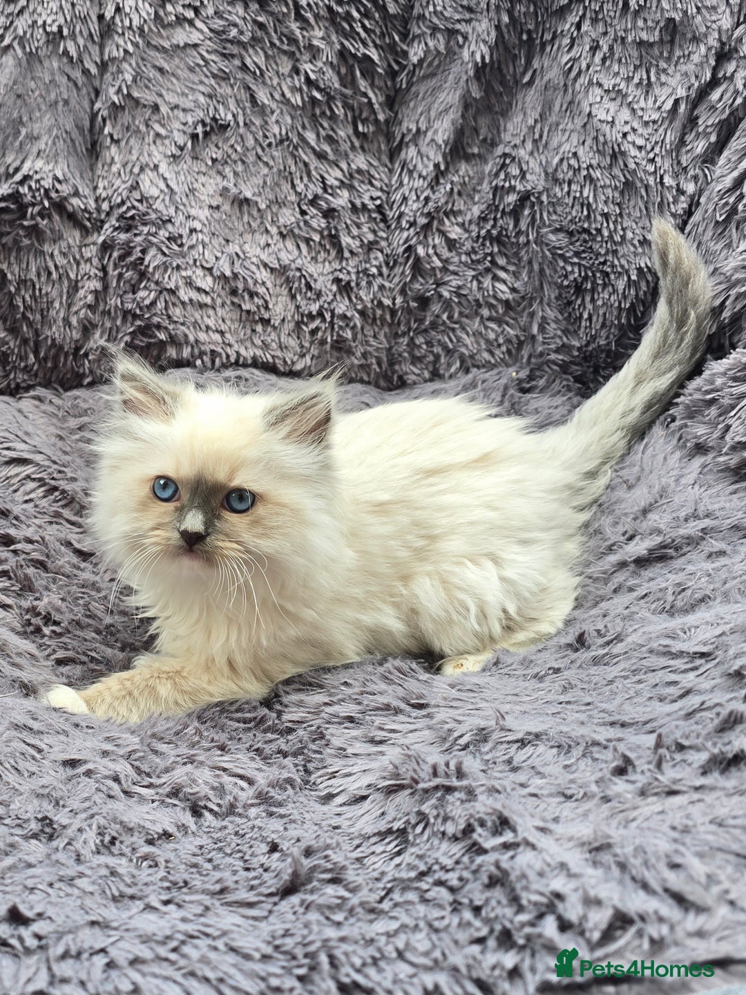 Ragdoll cats for sale: GCCF registered ragdoll kittens. in Grimsby - Image 10