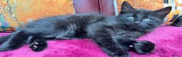 Mixed Breed cats for sale: Stunning kittens 🐈‍⬛  - Advert 20