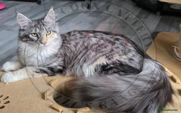 Maine Coon cats for sale: Pure Bred Maine Coon "Petite" - For Sale - Image 5