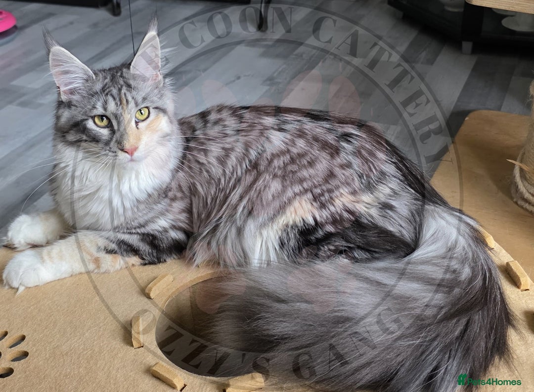 Maine Coon cats for sale: Pure Bred Maine Coon "Petite" - For Sale - Image 5