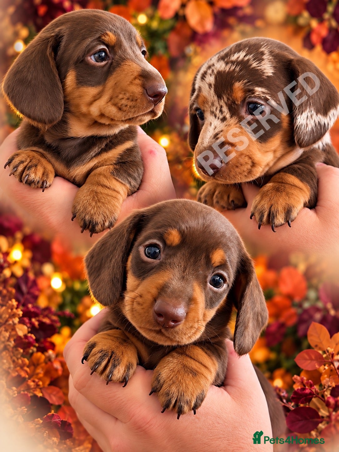Miniature Dachshund dogs 🐾 Beautiful KC mini dachshund pups ready 9/11 🐾 - Advert 17