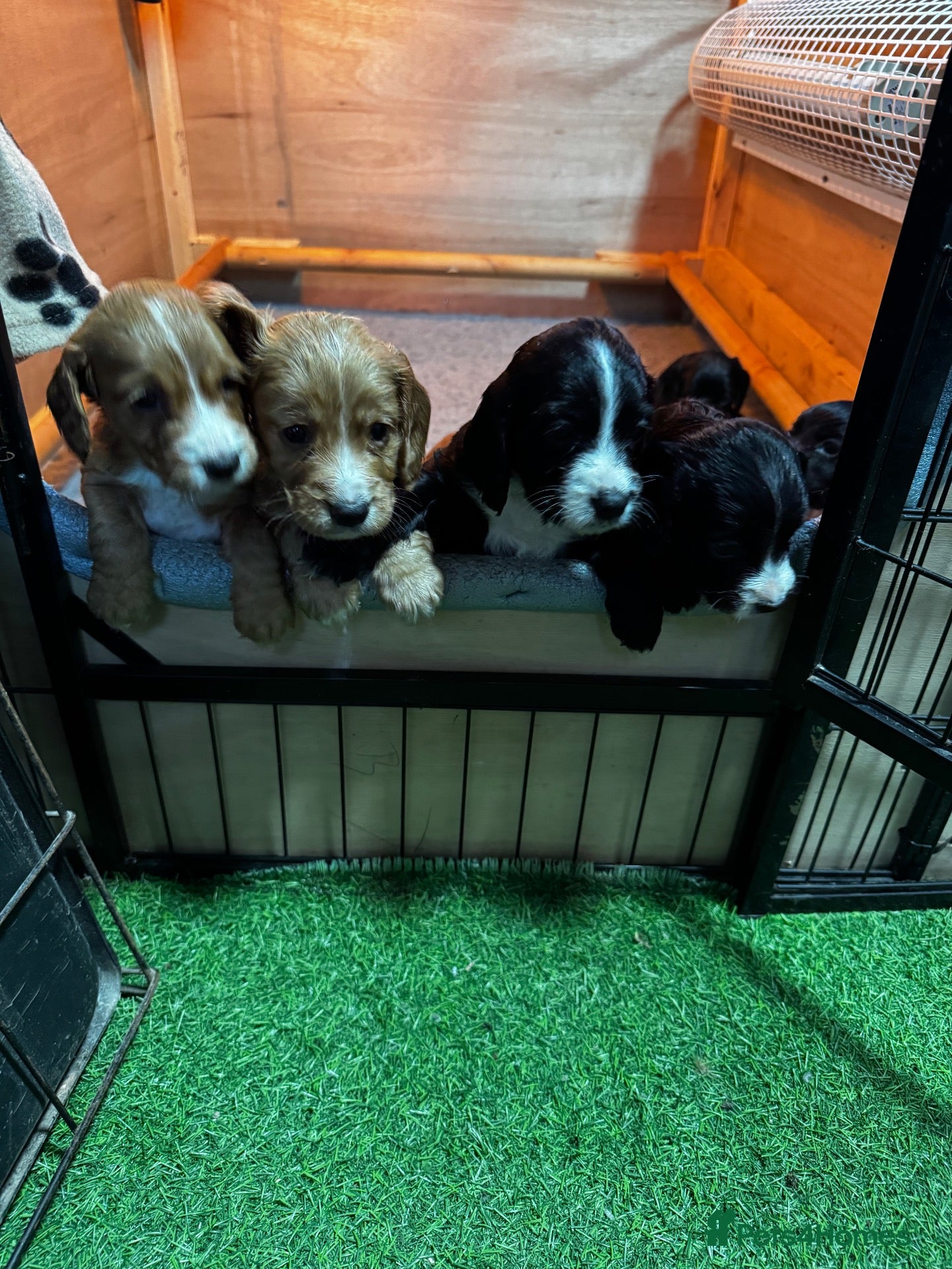 Cocker Spaniel dogs for sale: Stunning cocker spaniel puppies  - Advert 1