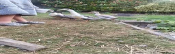 Ducks poultry for sale: Aylesbury/runner hybrid ducks in Grantham - Advert 5