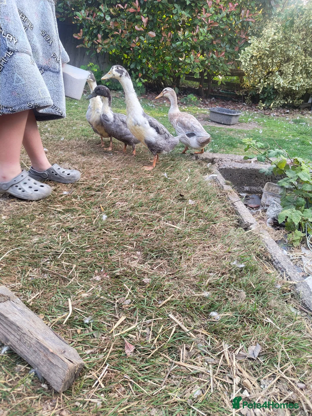 Ducks poultry for sale: Aylesbury/runner hybrid ducks in Grantham - Advert 5