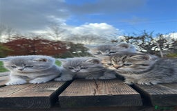 British Shorthair cats for sale: British Shorthair kittens  - Image 37