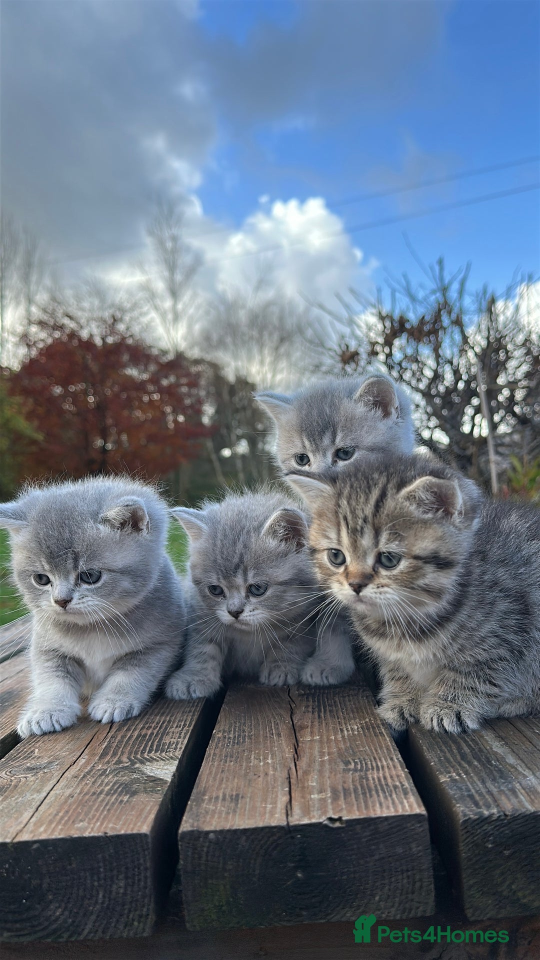British Shorthair cats for sale: British Shorthair kittens  - Image 37