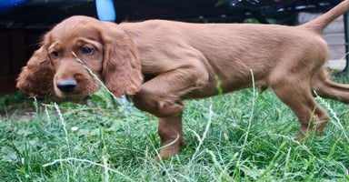 Irish Setter dogs - Advert 9