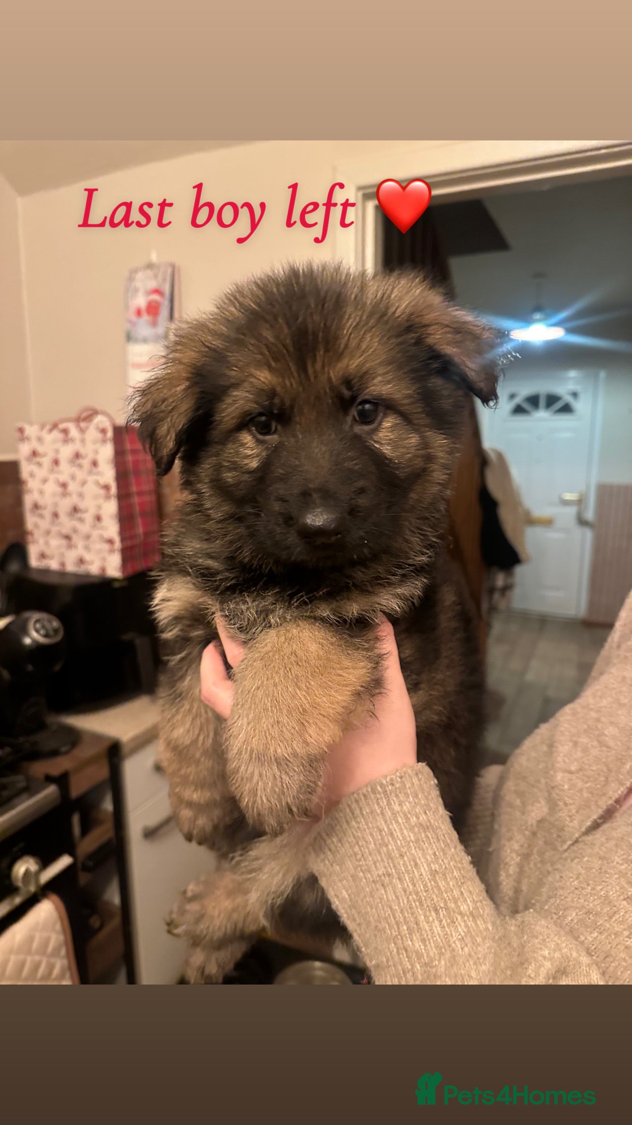 German Shepherd dogs Pedigree German Shepherd Puppies - Advert 9