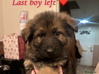 German Shepherd dogs Pedigree German Shepherd Puppies - Advert 10