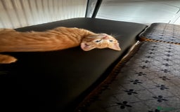 Maine Coon cats for sale: Beautiful mixed breed kittens  - Image 29