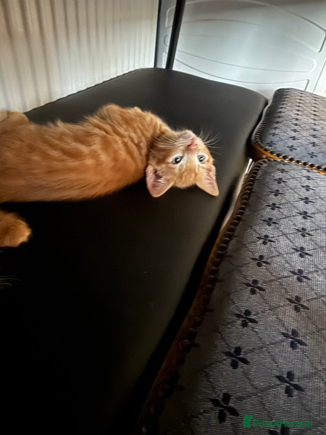 Maine Coon cats for sale: Beautiful mixed breed kittens  - Image 29