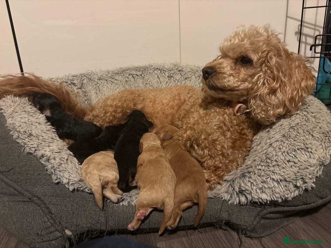 Cavapoochon dogs for sale: ⭐️⭐️5 star homes wanted for these gorgeous pups  - Image 8