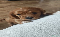 Mixed Breed dogs for sale: Cockalier  - Image 1