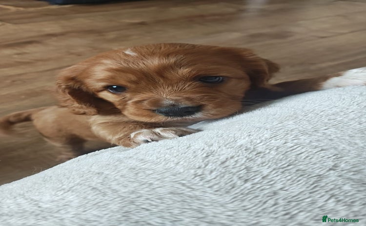 Mixed Breed dogs - Advert 3