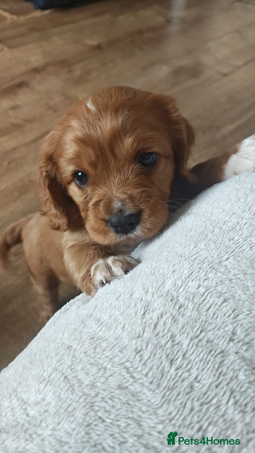 Mixed Breed dogs for sale: Cockalier  - Image 1