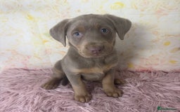 Labrador Retriever dogs for sale: 🩶  Stunning Silver Labradors 🩶 in Market Rasen - Image 12
