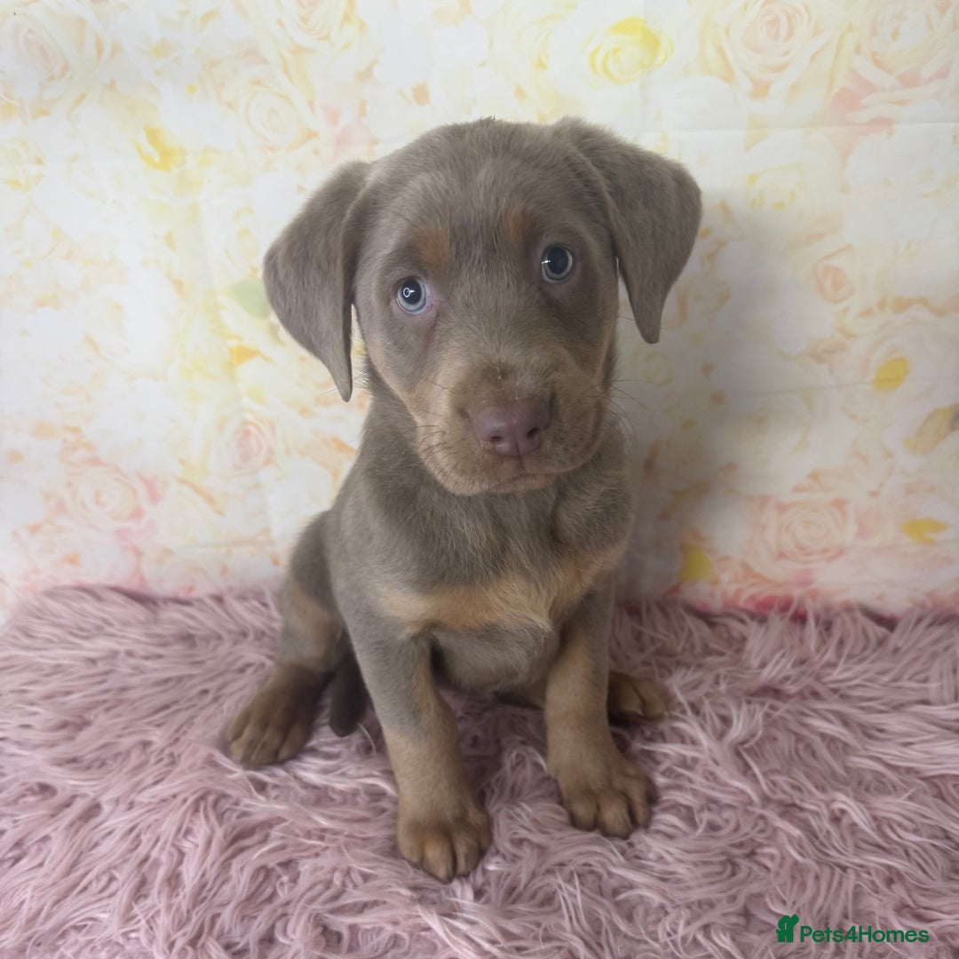 Labrador Retriever dogs for sale: 🩶  Stunning Silver Labradors 🩶 in Market Rasen - Image 12