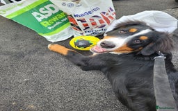 Bernese Mountain Dog dogs for sale: Bernese mountain dog  - Image 2