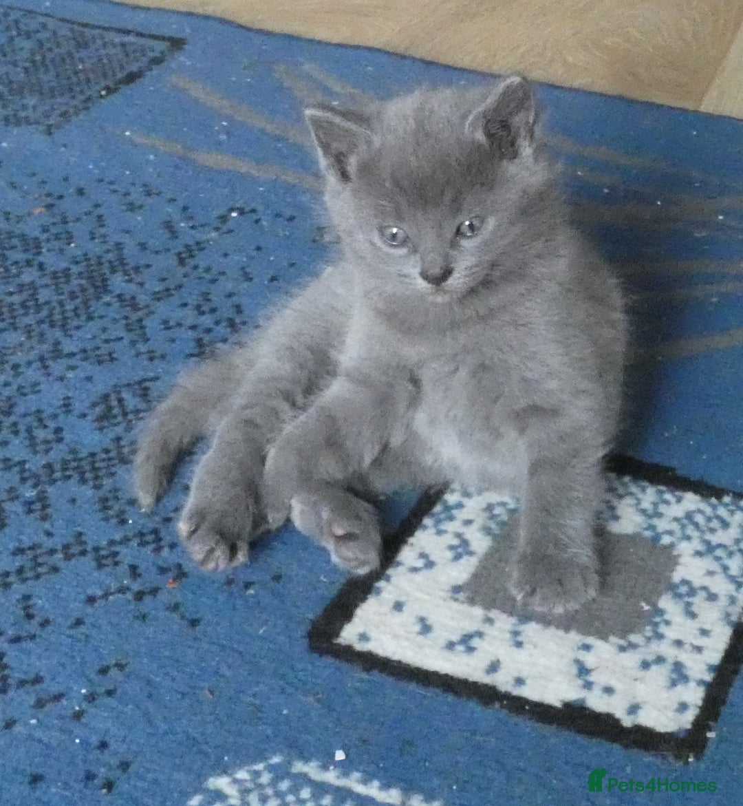 Russian Blue cats for sale: Pure Russian Blue Kittens, 3 girls, 1 boy - Image 7