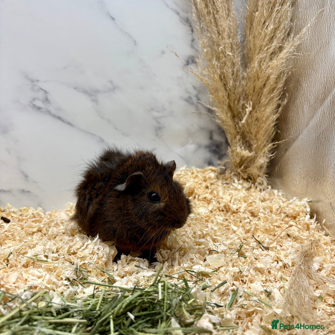 Guinea Pig rodents for sale: Multiple Baby Girls available 💗  - Image 4