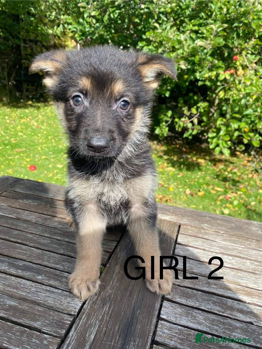 German Shepherd dogs for sale: Chunky Farm bred GSD pups ready now. - Image 10