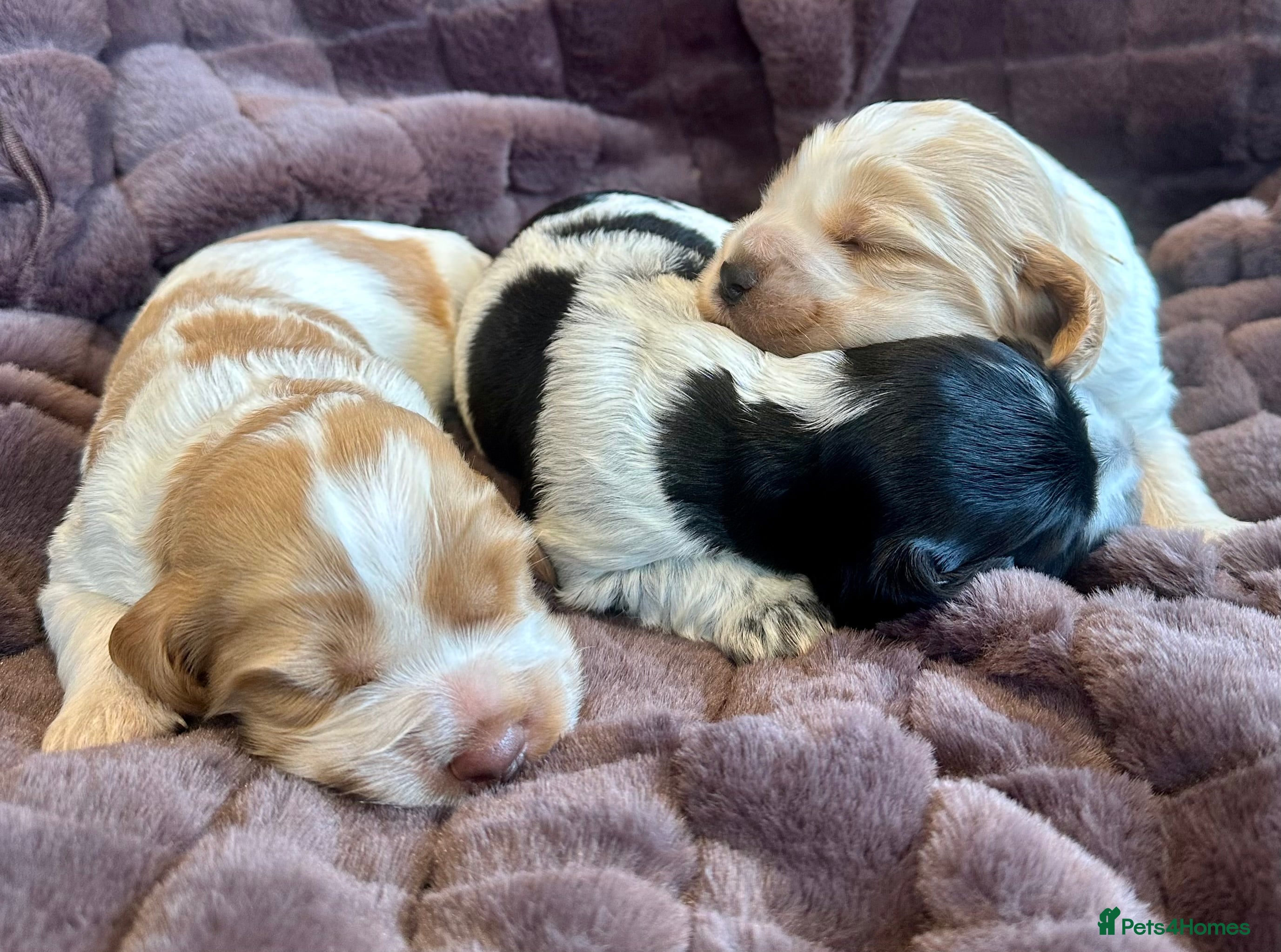Cocker Spaniel dogs Show Cocker Spaniel Puppies 🐾 - Advert 4