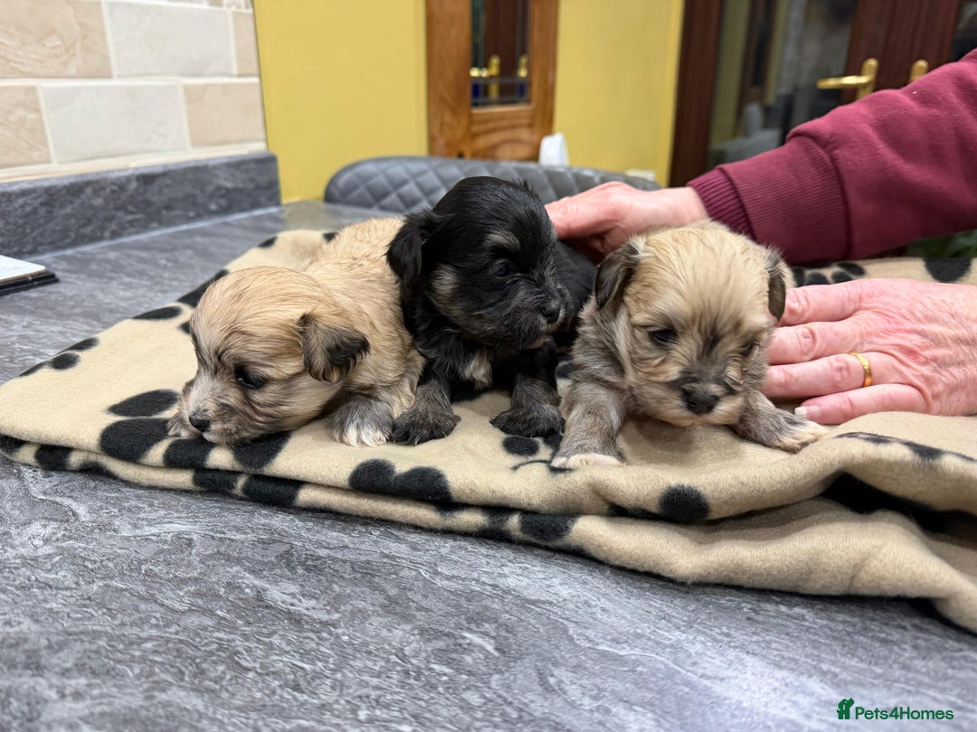 Havanese dogs for sale: Fabulous Havanese Puppies - Advert 5