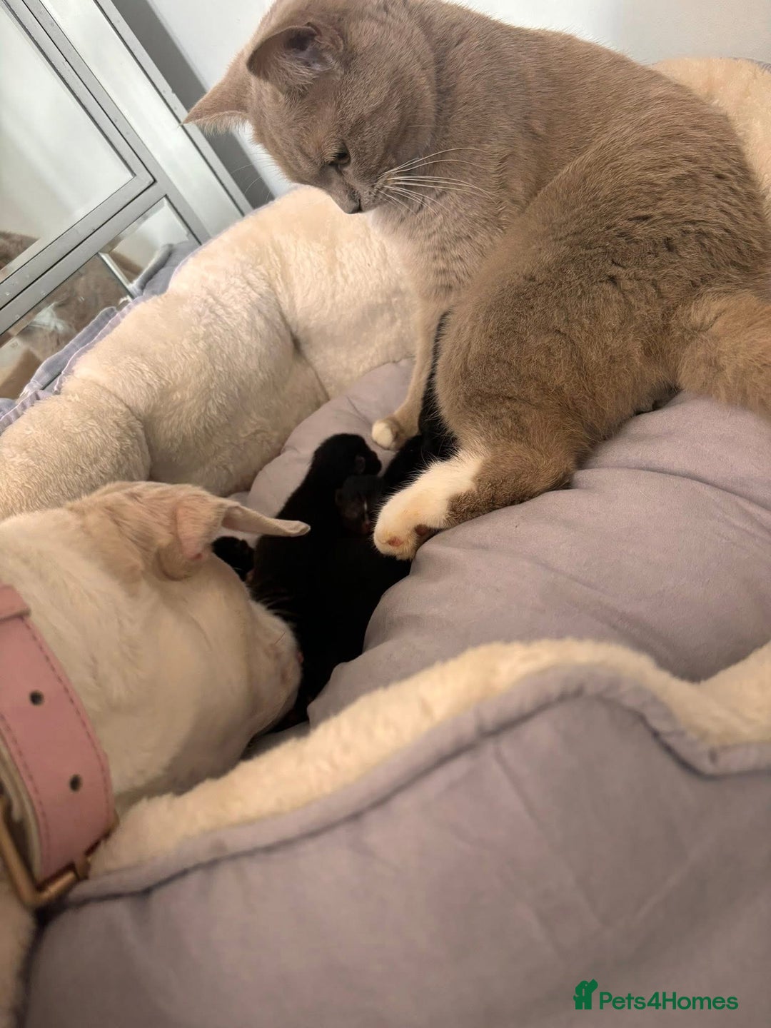 British Shorthair cats for sale: RESERVED - 2 boys needing forever homes  - Image 7