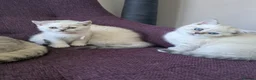 British Shorthair cats for sale: Beautiful British shorthair kittens - Advert 9