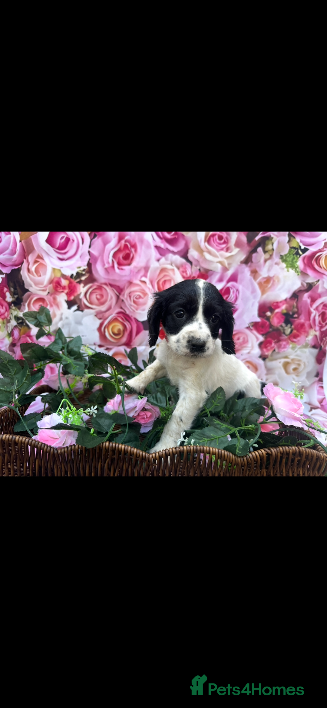 Cocker Spaniel dogs for sale: Kc registered cocker spaniels - Image 7