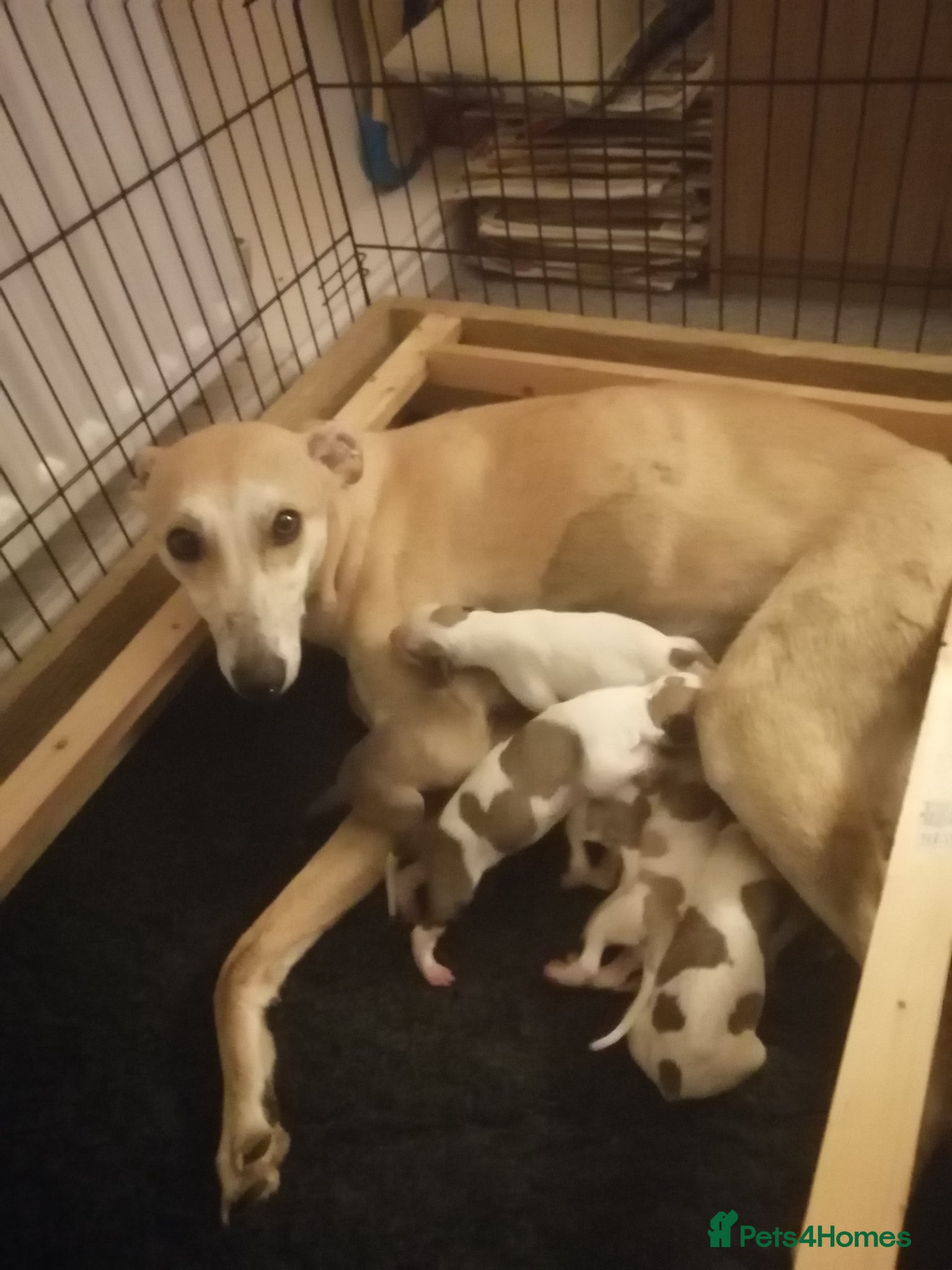 Mixed Breed dogs for sale: Saluki whippet greyhound - Advert 10
